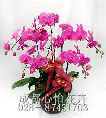 成都辦公室租花品種