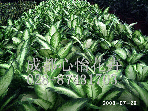 成都辦公室植物租賃成品