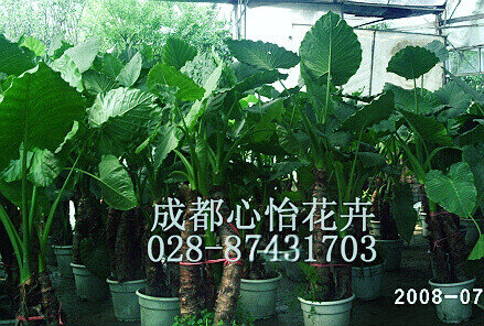 成都辦公室植物租賃成品