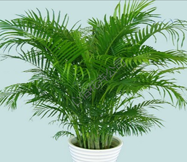 盆栽出租-散尾葵