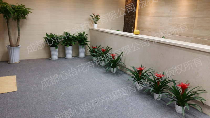 辦公室盆景租賃案例