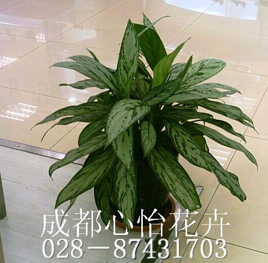 成都盆栽植物出租品種