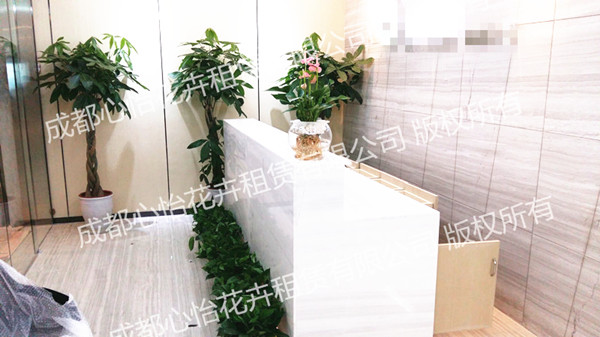 室內(nèi)植物租擺