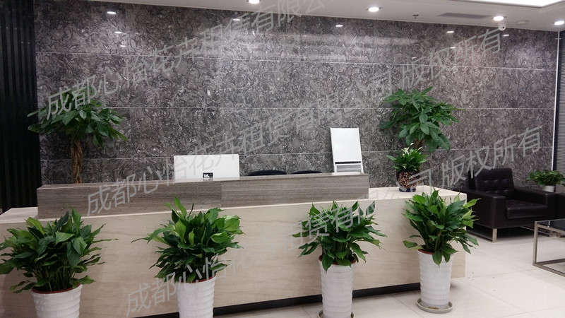 寫字樓植物租擺案例