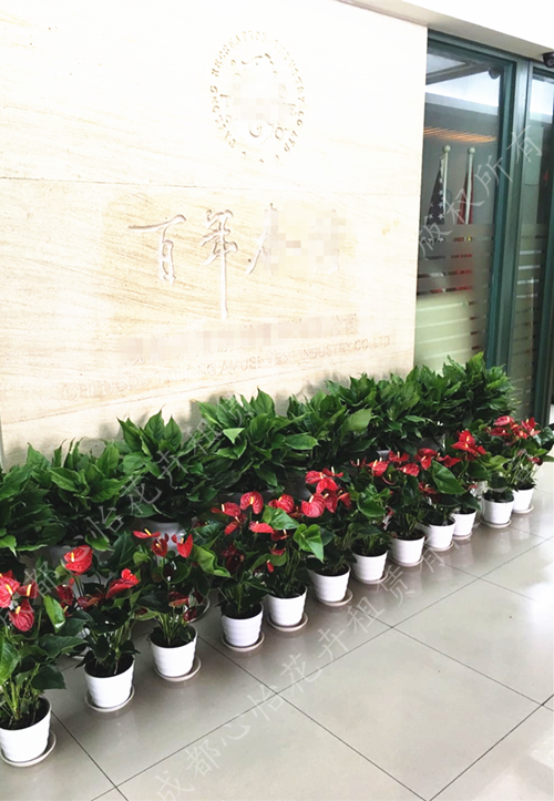 形象墻植物租賃組盆