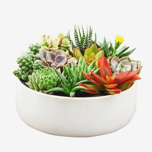 辦公桌植物租賃組合