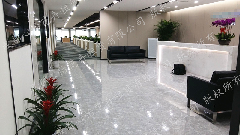 辦公室大廳植物租賃案例