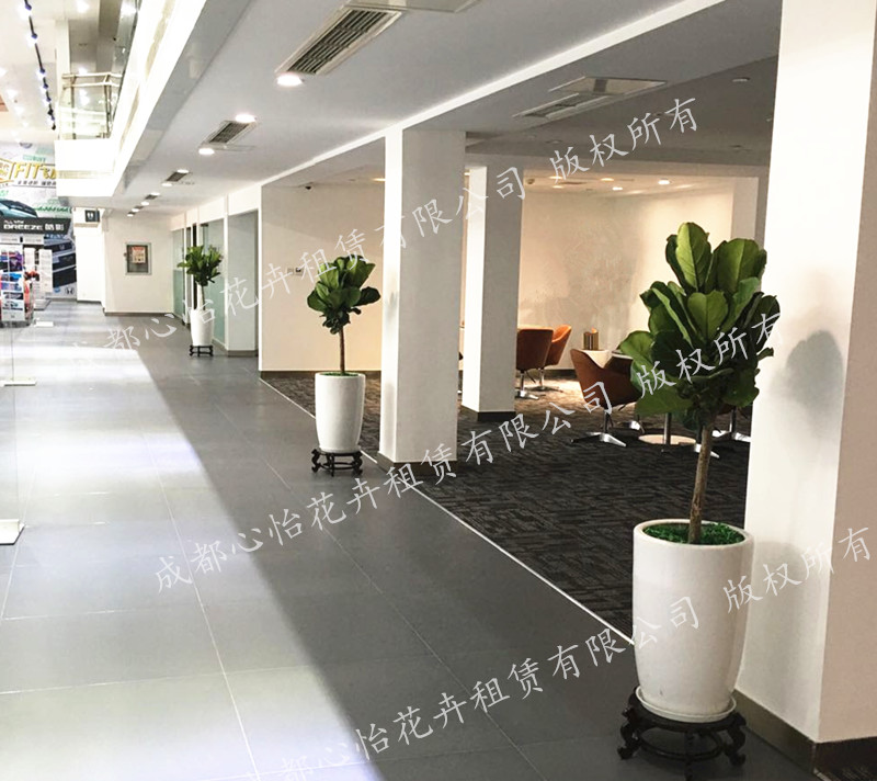 展廳ins風植物租賃