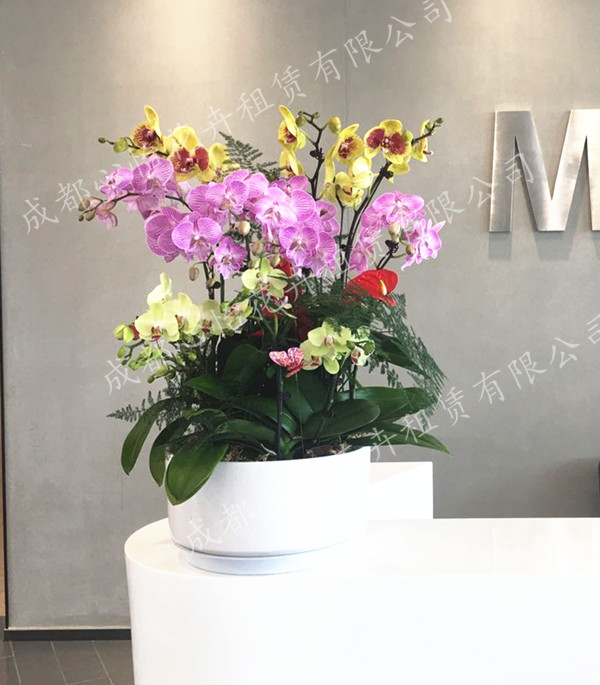 名貴花卉租賃組合