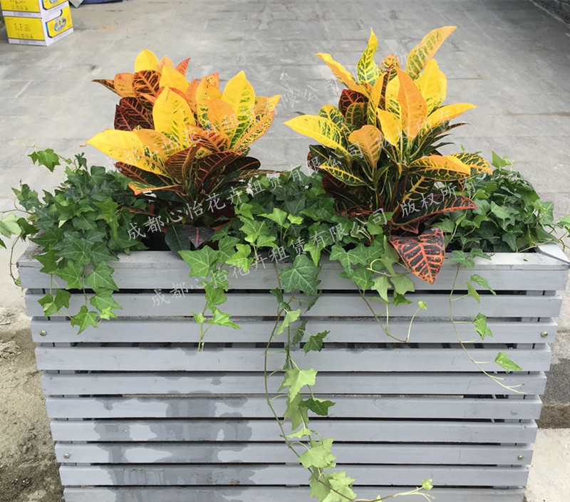 盆栽綠植租賃組盆